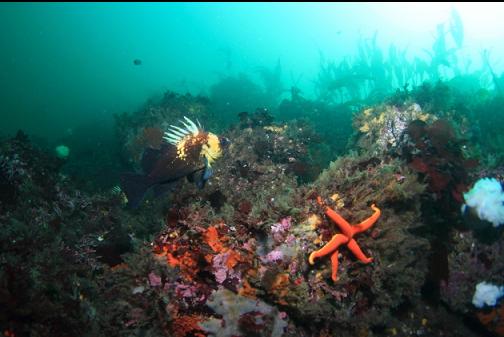 quillback rockfish