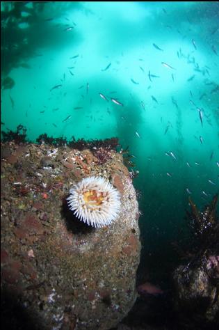 fish-eating anemone