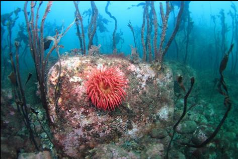 fish-eating anemone and stalked kelp