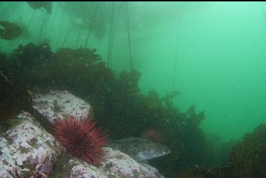 URCHIN AND LINGCOD