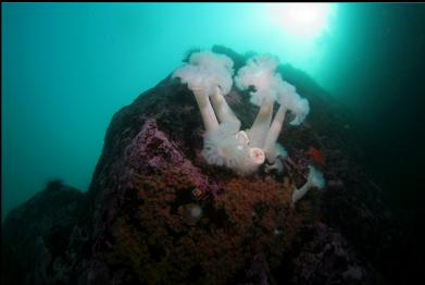 plumose anemones and zoanthids