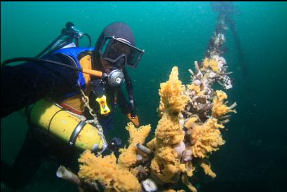 sponge and feather duster worms on cable