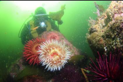 fish-eating anemones