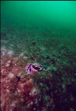 CRAB ON SAND