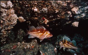 COPPER ROCKFISH UNDER BLOCK