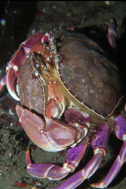 MATING CRABS