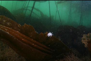 alabaster nudibranch on kelp