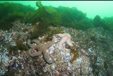 seastars at top of wall