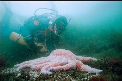 LARGE SUNFLOWER STAR