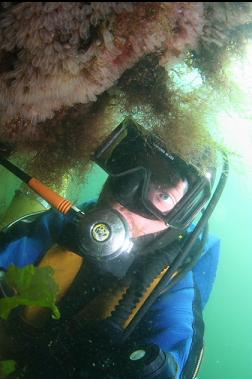 lightbulb tunicates