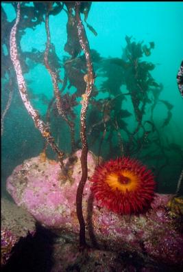 FISH-EATING ANEMONE