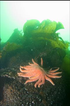 SUNFLOWER STAR IN SHALLOWS