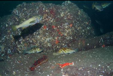 COPPER AND YELLOWTAIL ROCKFISH