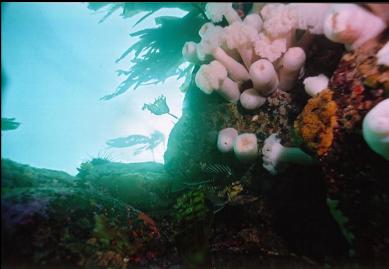 COPPER ROCKFISH IN SHALLOWS