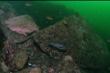 black rockfish and perch