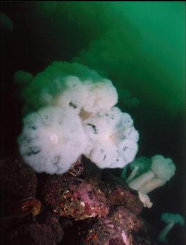 PLUMOSE ANEMONES ON WALL