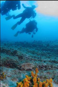 SPONGE NEAR TOP OF WALL