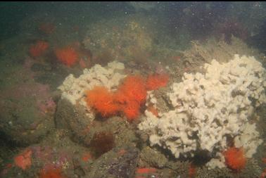 sponge and burrowing cucumbers at base of reef