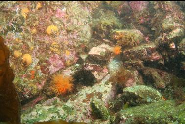 burrowing cucumbers, etc in shallows