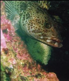 LINGCOD GUARDING EGGS