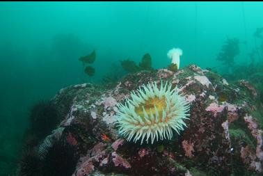 fish-eating anemone