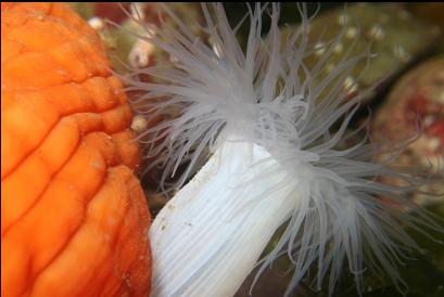 small white and large orange plumose anemones