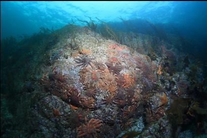 sunflower stars