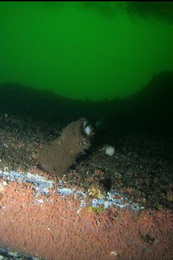 ZOANTHIDS AND BOOT SPONGE