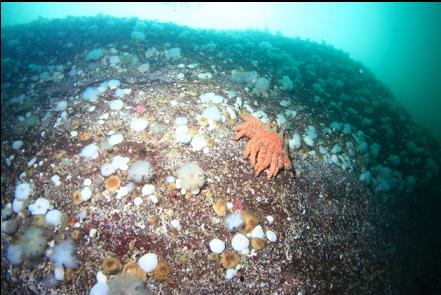 small plumose anemones