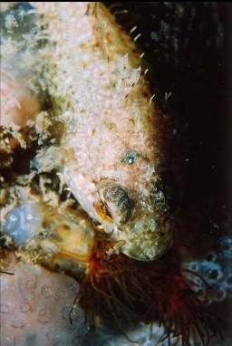 SCULPIN