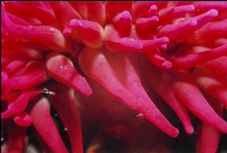 FISH-EATING ANEMONE