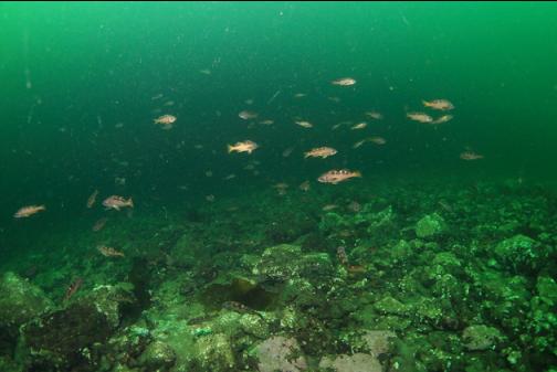 yellowtail rockfish