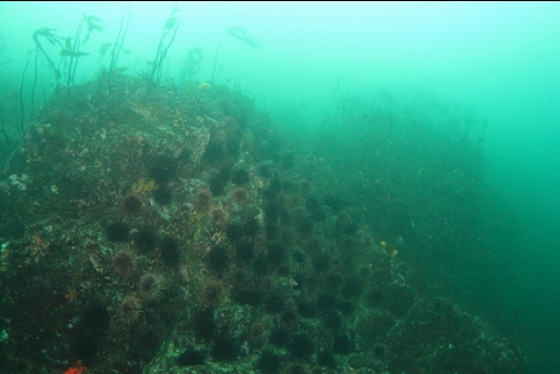 wall of urchins