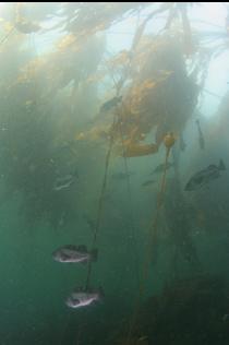 ROCKFISH IN KELP