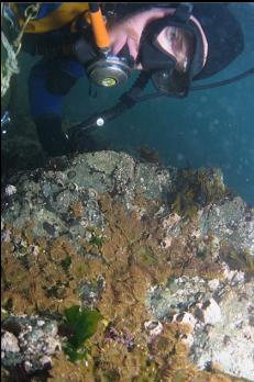 ANEMONES IN SHALLOWS