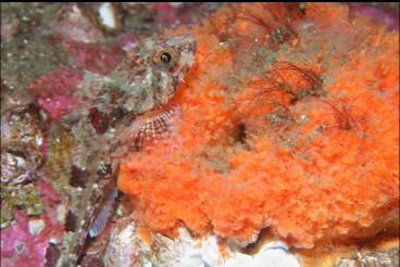 SCULPIN AND SPONGE AGAIN