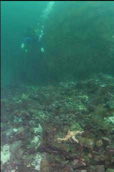 SEASTAR ON RUBBLE SLOPE NEAR START OF WALL