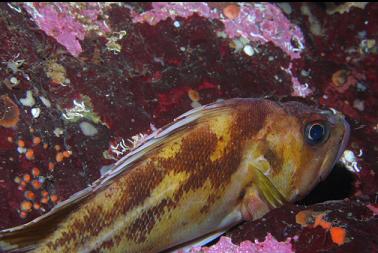copper rockfish