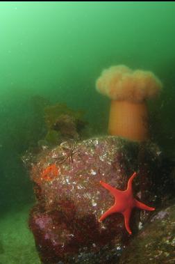 seastar and anemone in shallows