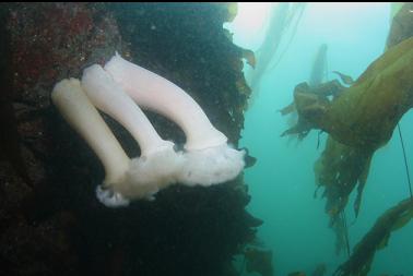 plumose anemones