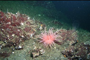 crimson anemone