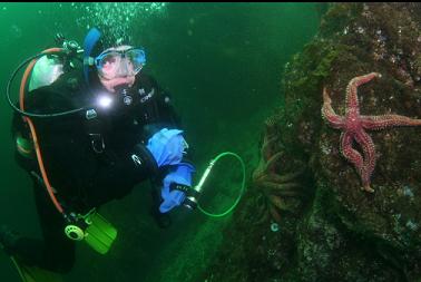 seastars