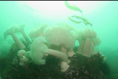 anemones and young bull kelp