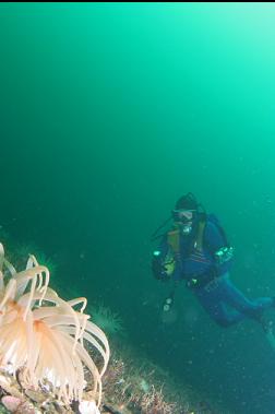 crimson anemones