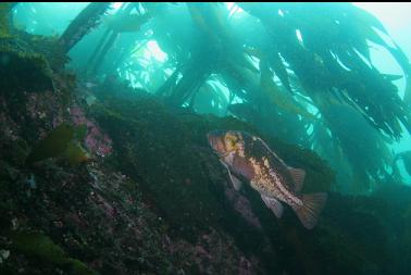 copper rockfish and stalked kelp