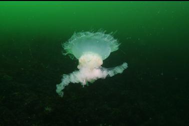 strange jellyfish