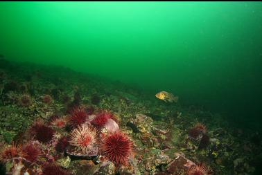 quillback rockfish on rubble slope