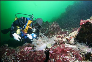 giant nudibranch