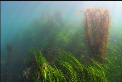 surf grass and feather boa kelp