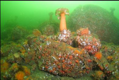 tunicates, burrowing cucumbers, etc.